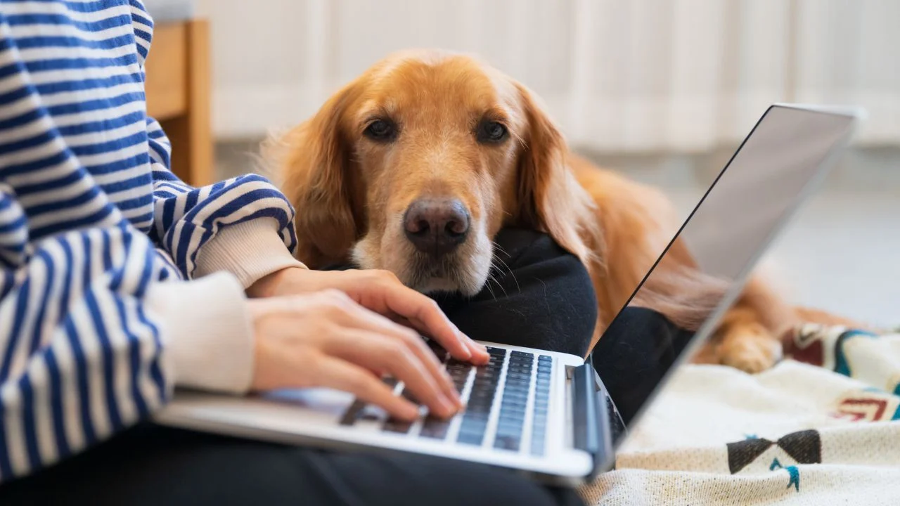 C'est un chien qui a posé sa tête sur les genoux de sa gardienne qui est en train de regarder un ordinateur.